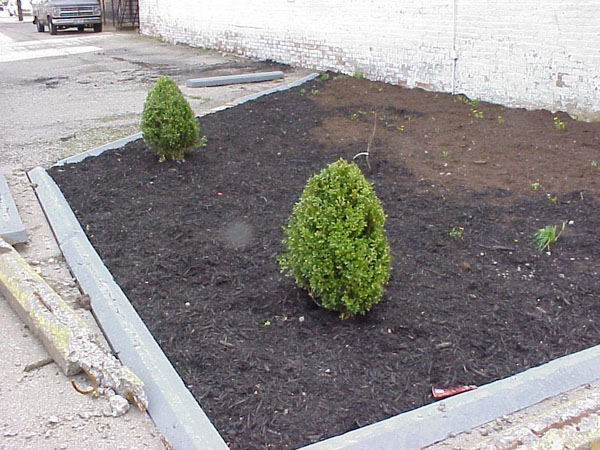 JAYLA'S_GARDEN_A